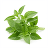 Thai basil, for garnish