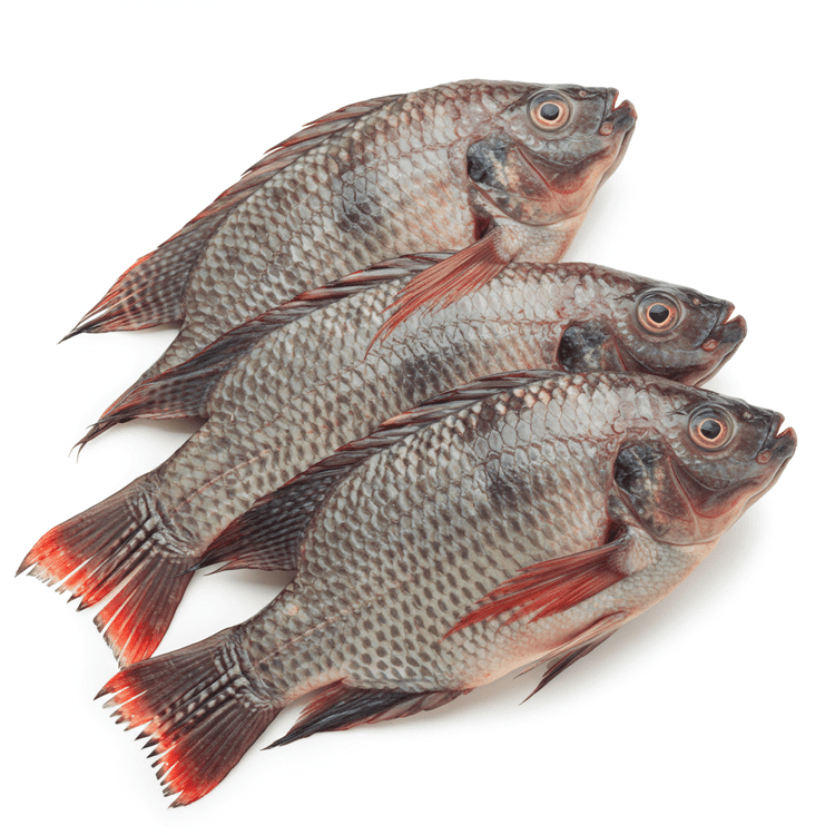 tilapia
