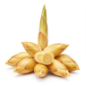 stalk torch ginger bud