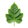Utazi leaf