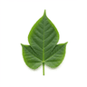 chopped uziza leaves