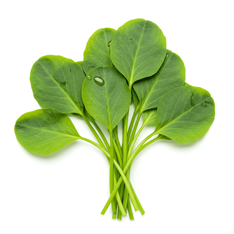 water leaf