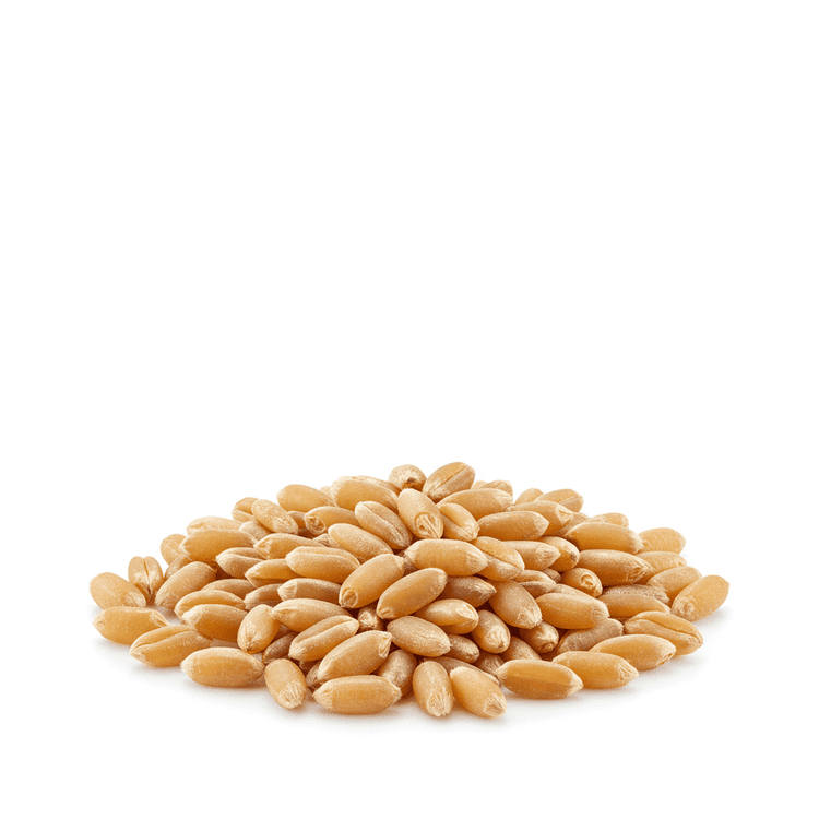 wheat berry