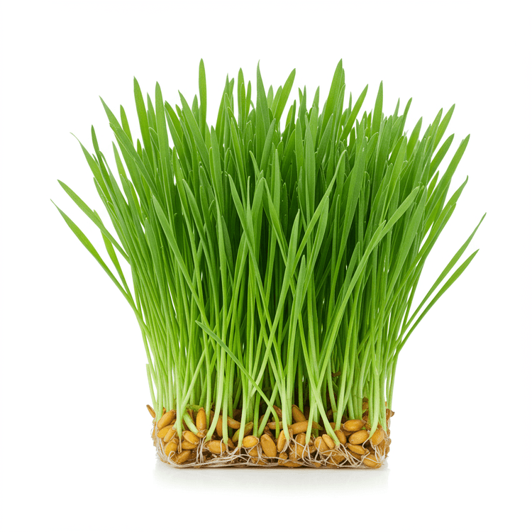 wheatgrass