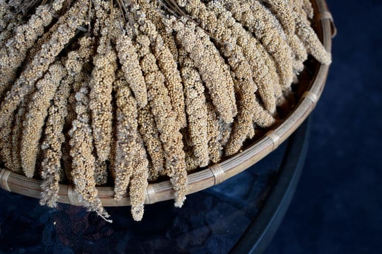 Brown Millet Sticks on a Winnower