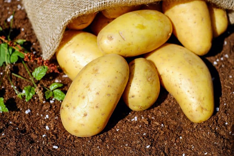 sack of potatoes