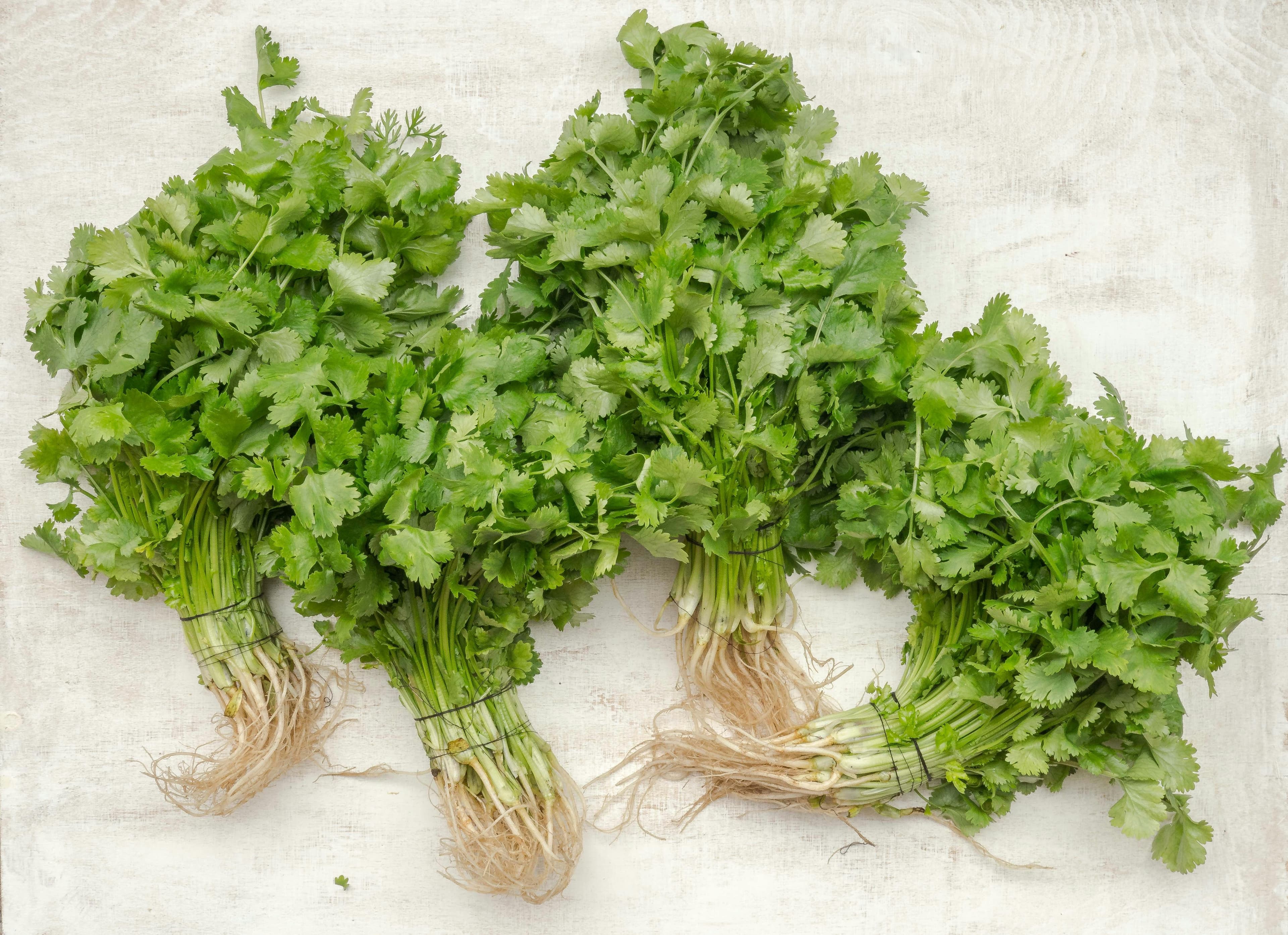 A few bundles of coriander leaves lay beside each other.