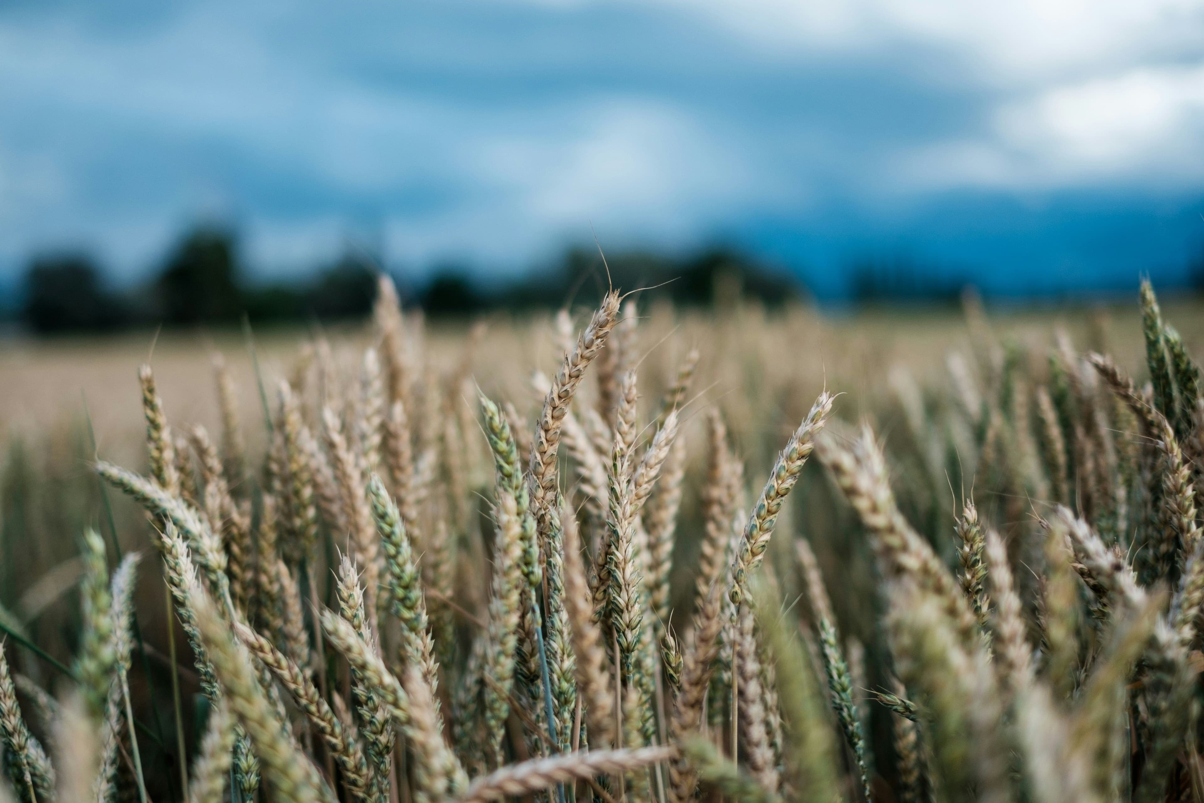 Crops planted in a huge field.