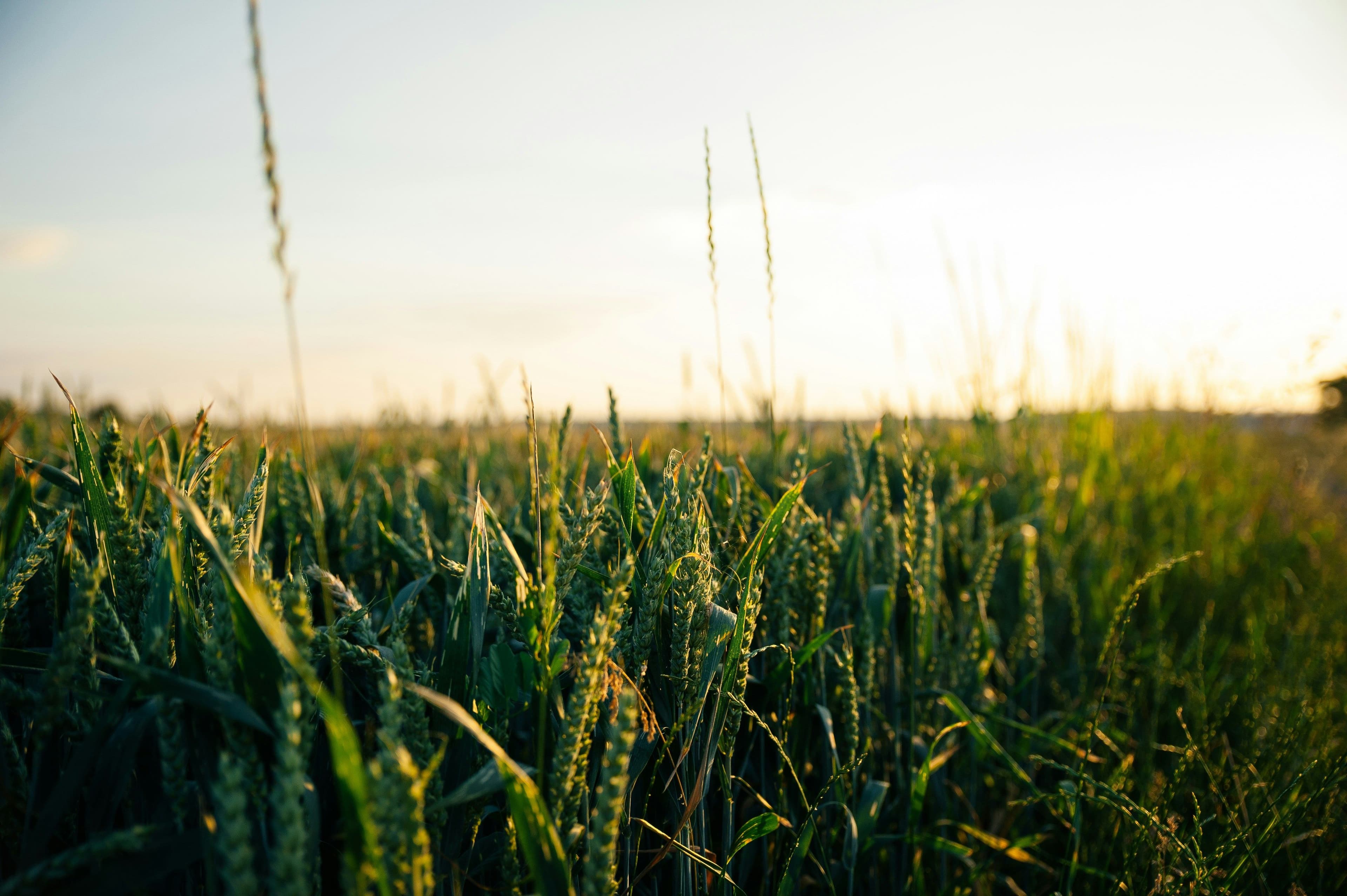 A field full of crops
