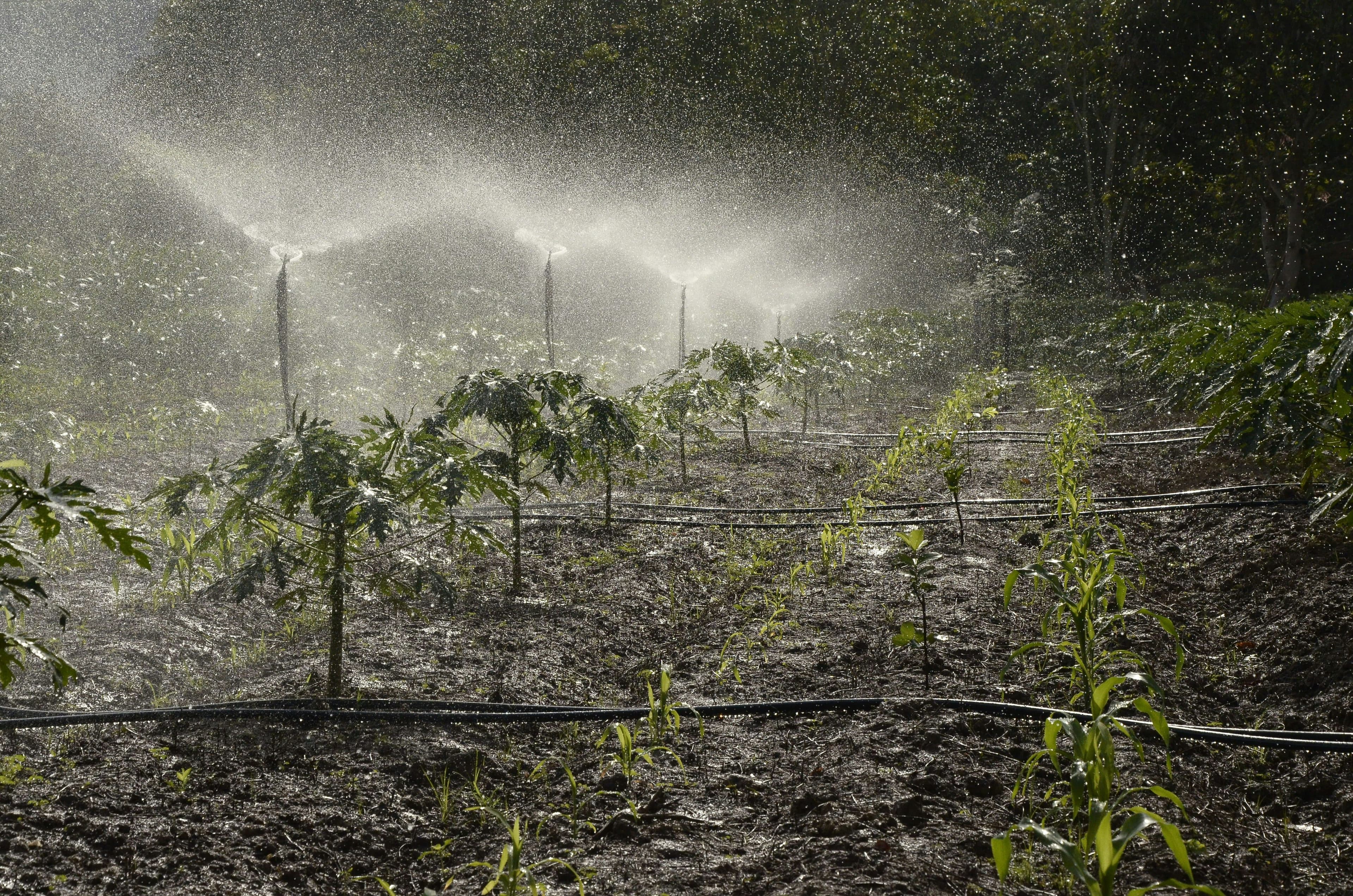 Water and pesticides being sprinkled in a farm