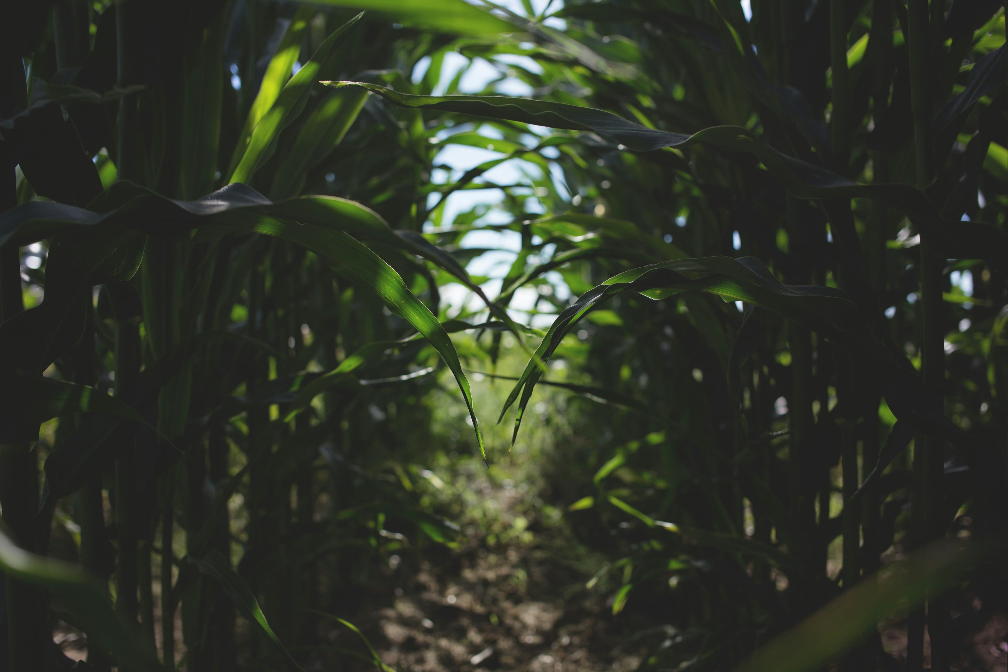 Maize planted in straight rows on each side.