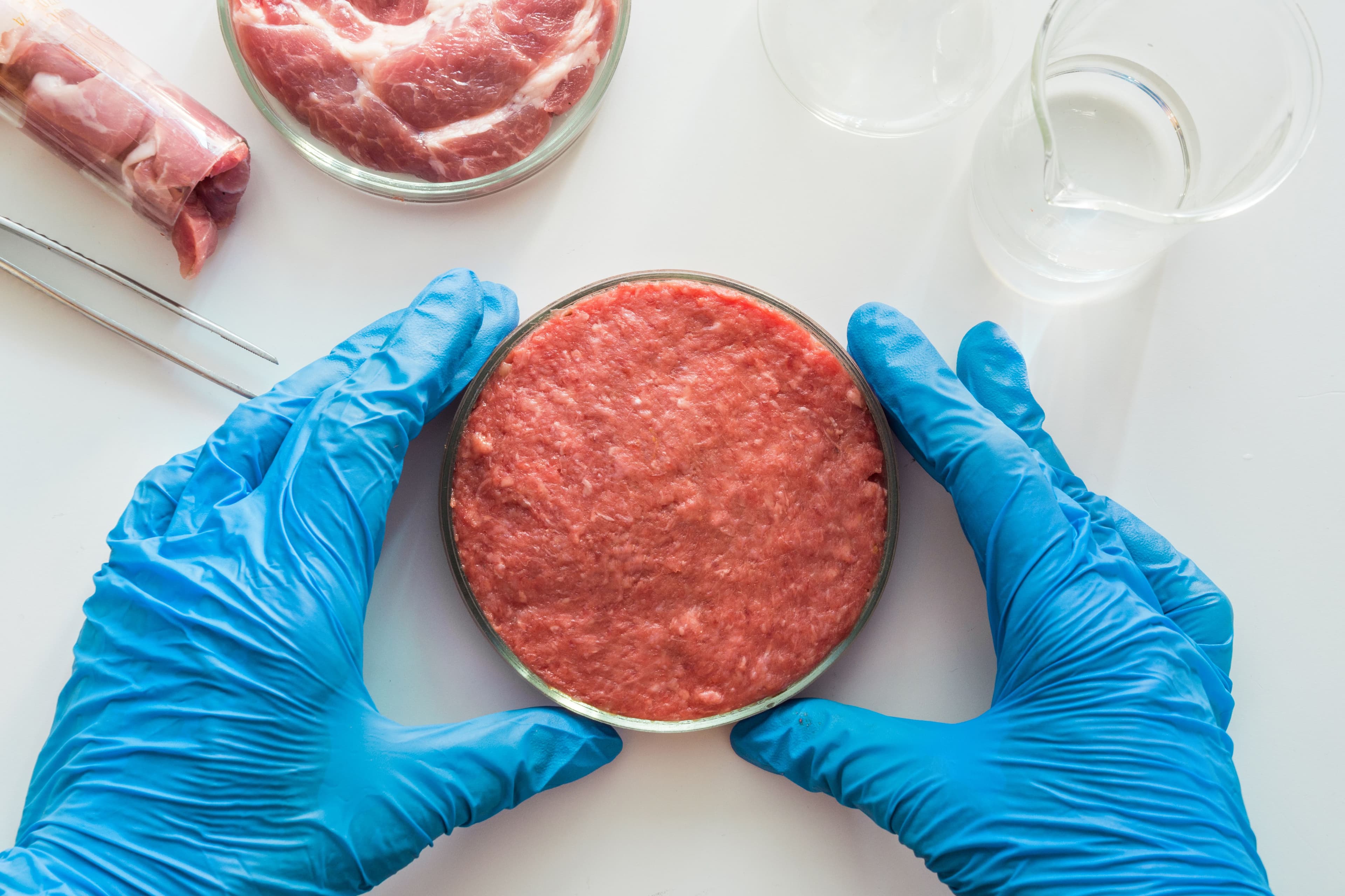 Gloved scientist holding a petri dish of cultivated meat during alternative protein research in a laboratory.
