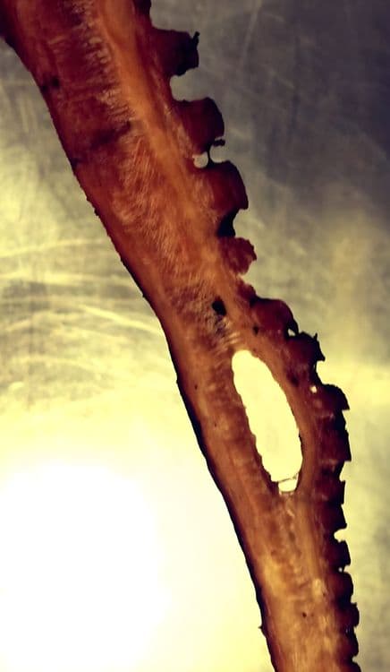 Crispy Spanish Octopus recipe