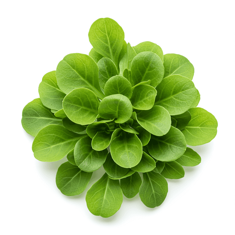 arugula
