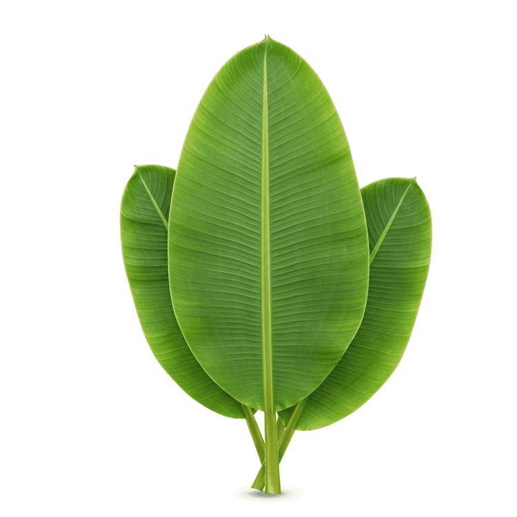 banana leaf