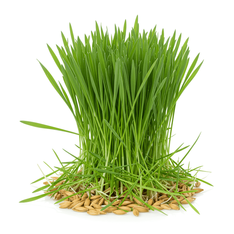 barley grass