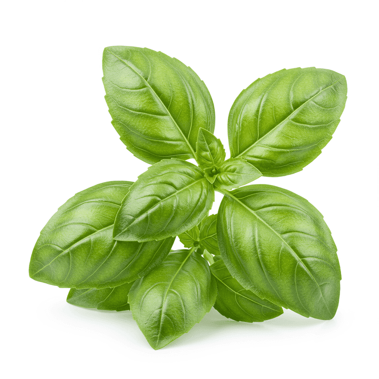 basil