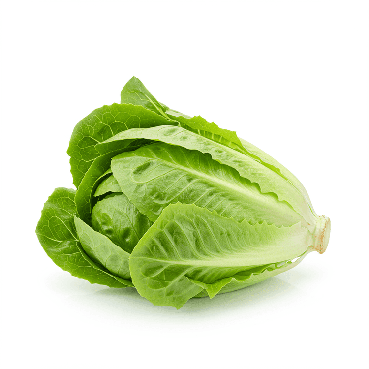 bibb lettuce