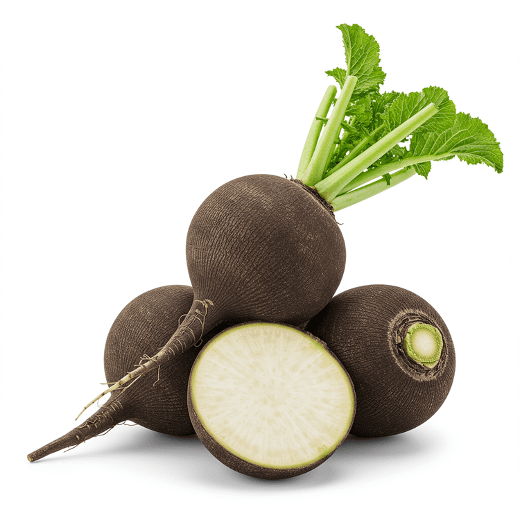 black radish