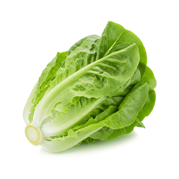butter lettuce