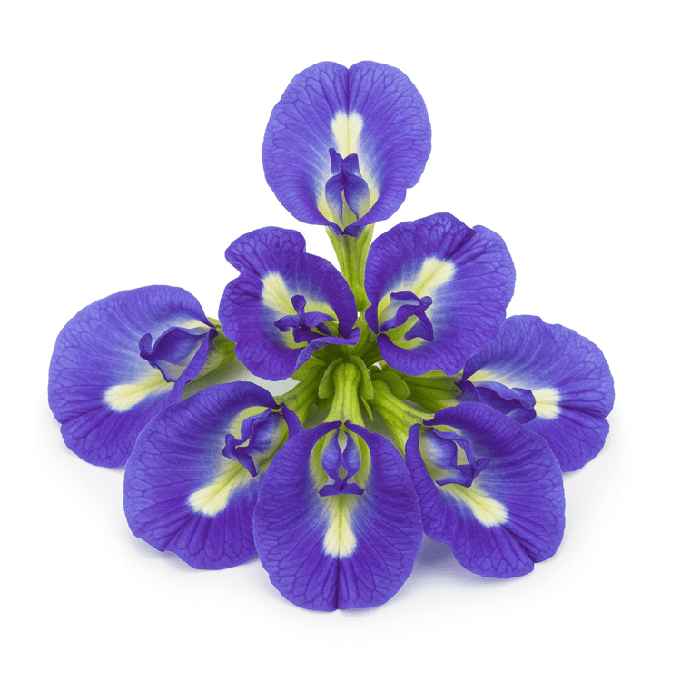 butterfly pea flower