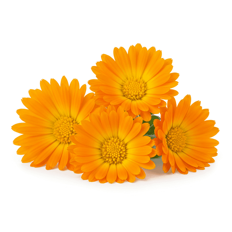 calendula