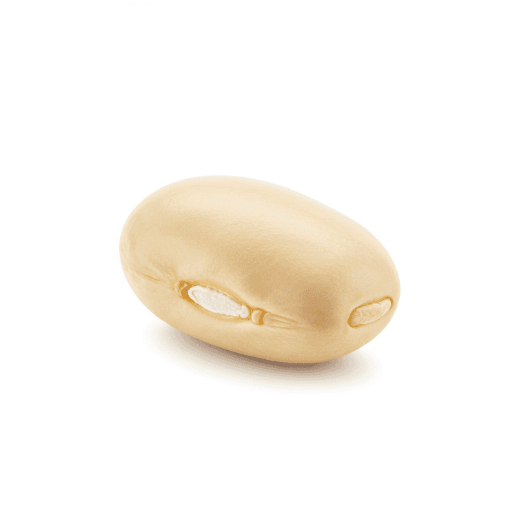 cannellini bean