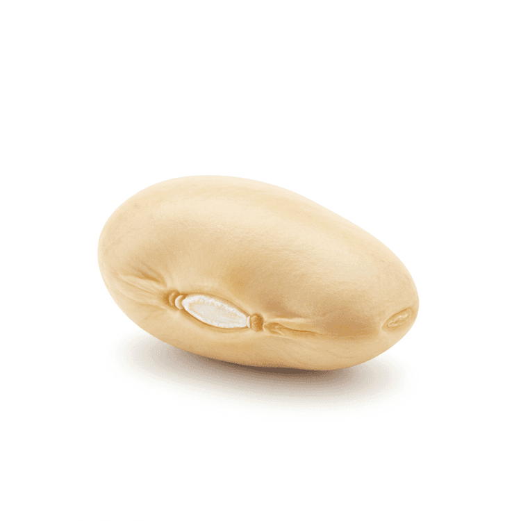 cannellini bean