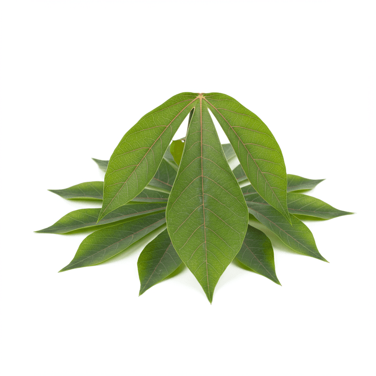 cassava leaf