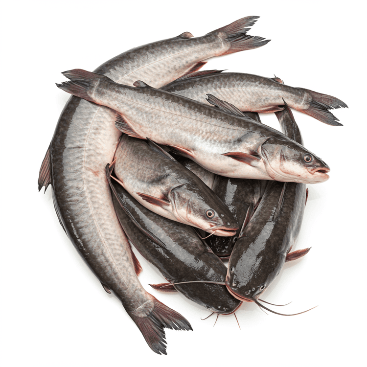 catfish