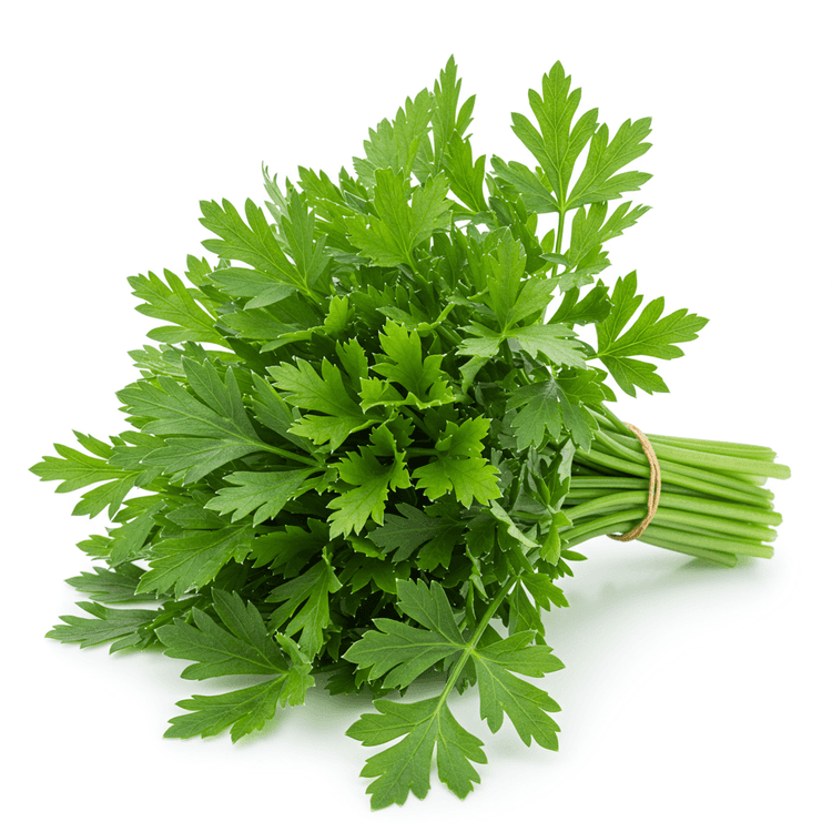 chervil