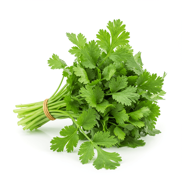 cilantro