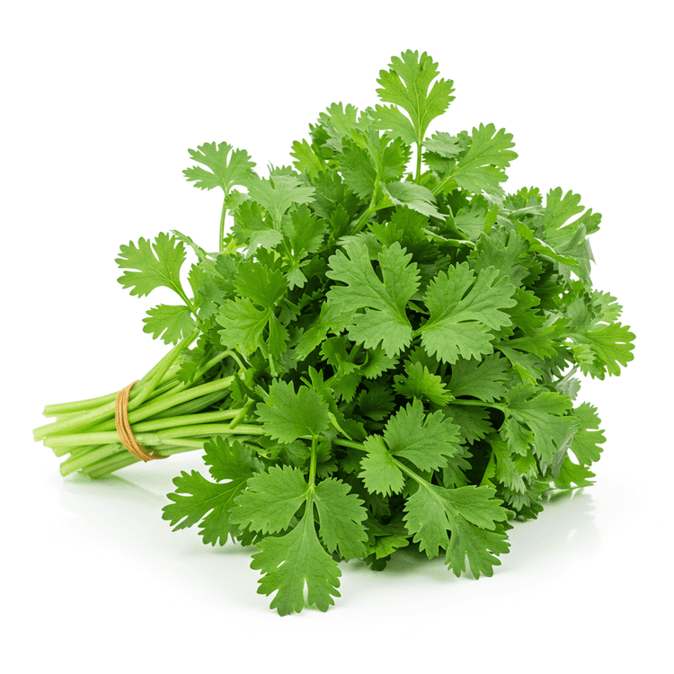cilantro