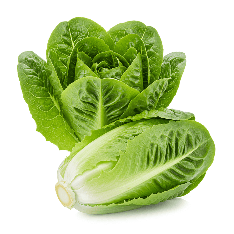 cos lettuce