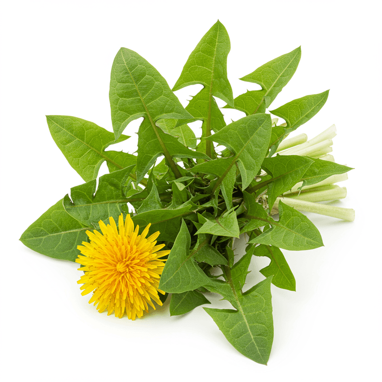 dandelion green