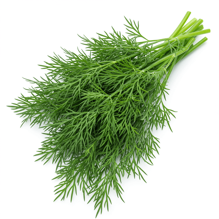 dill leaf