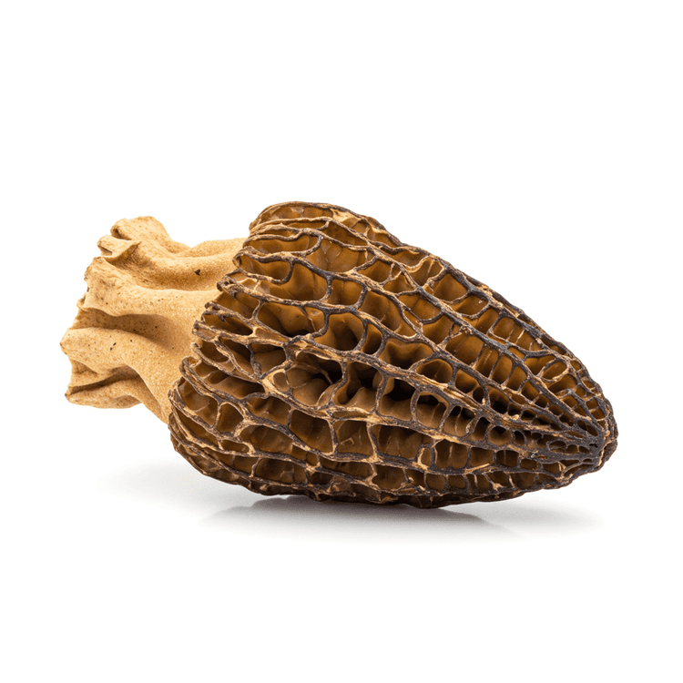 dried morel mushroom