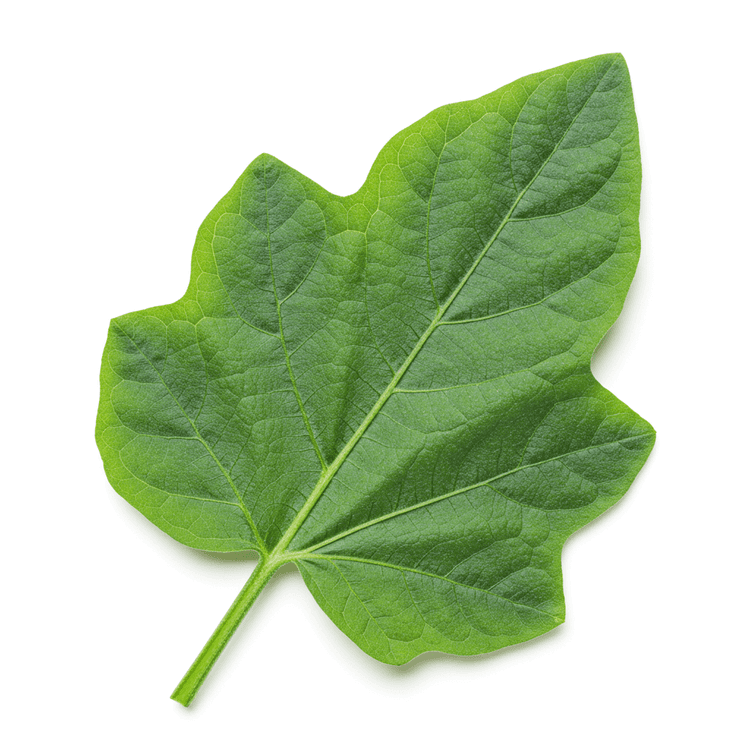 eggplant leaf
