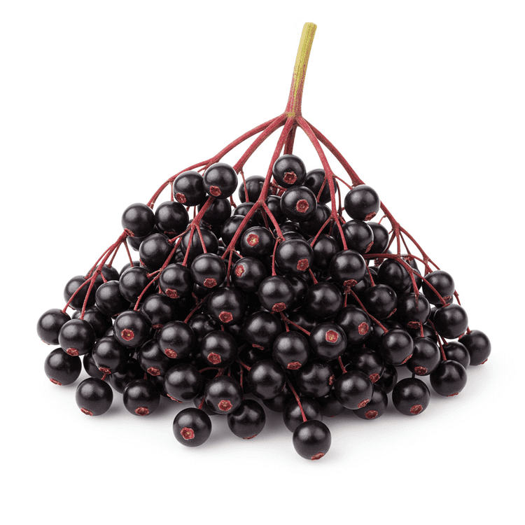 elderberry
