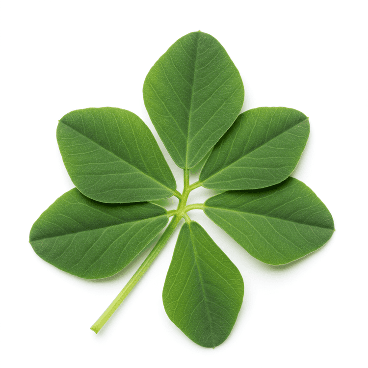 fenugreek leaf