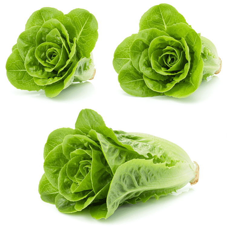 green leaf lettuce