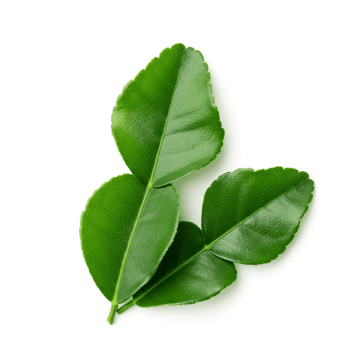 kaffir lime leaf