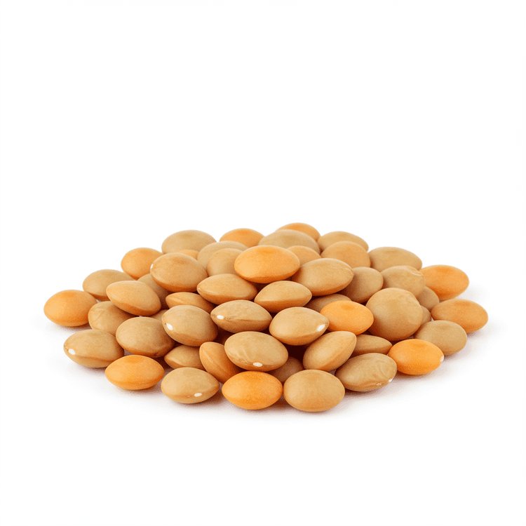 lentil