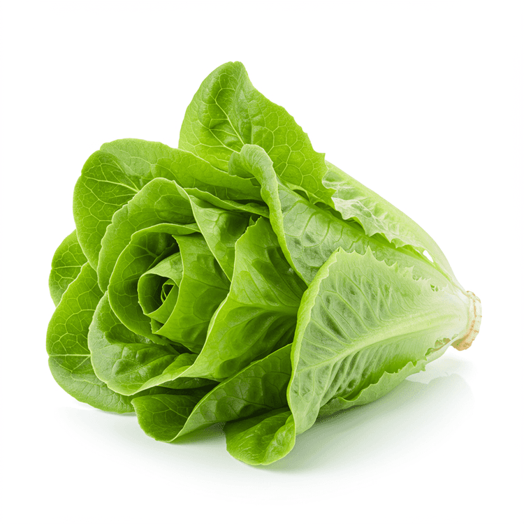lettuce
