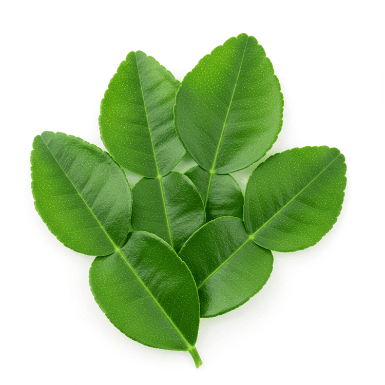 lime leaf