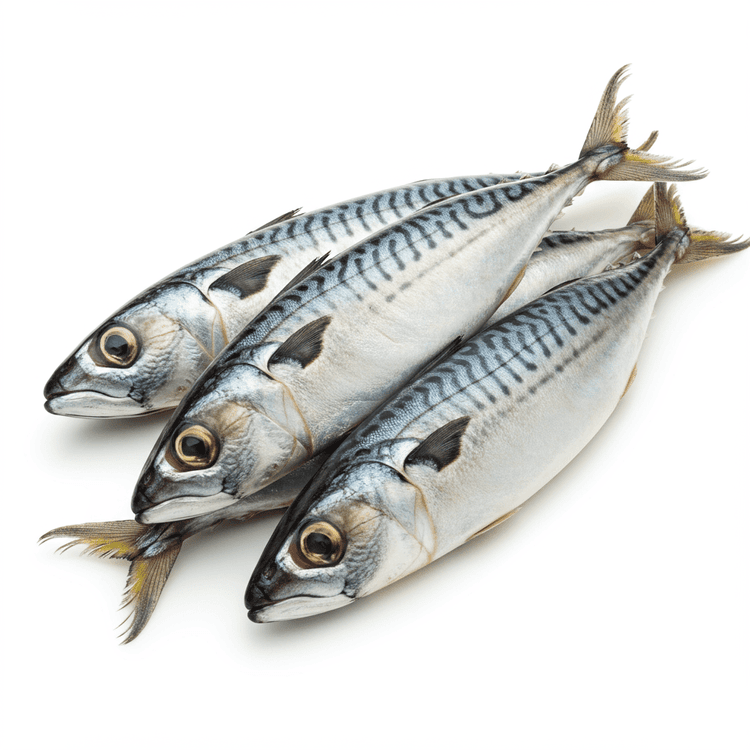 mackerel