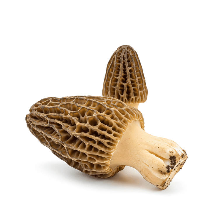 morel mushroom