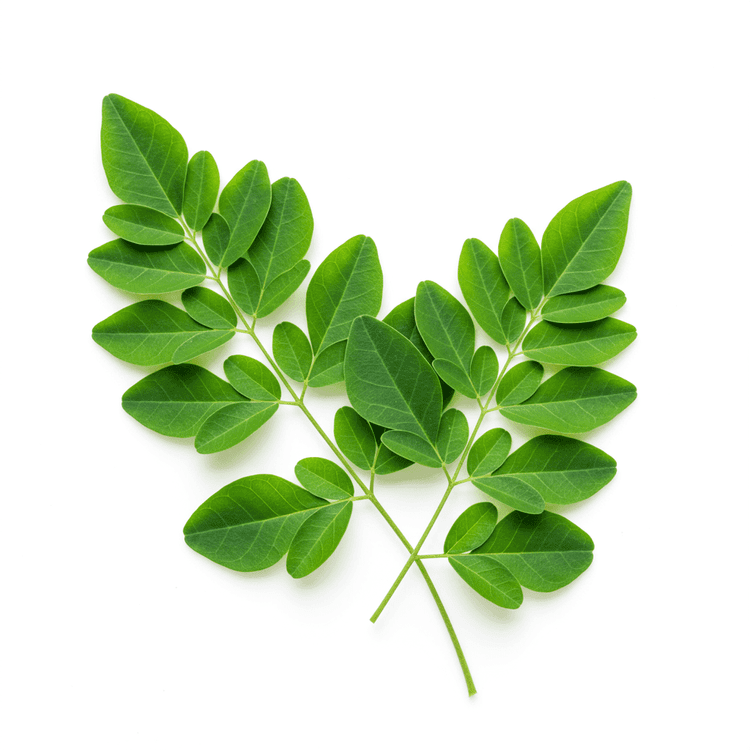 moringa leaves