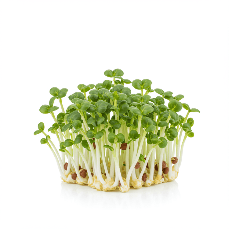 mustard sprout