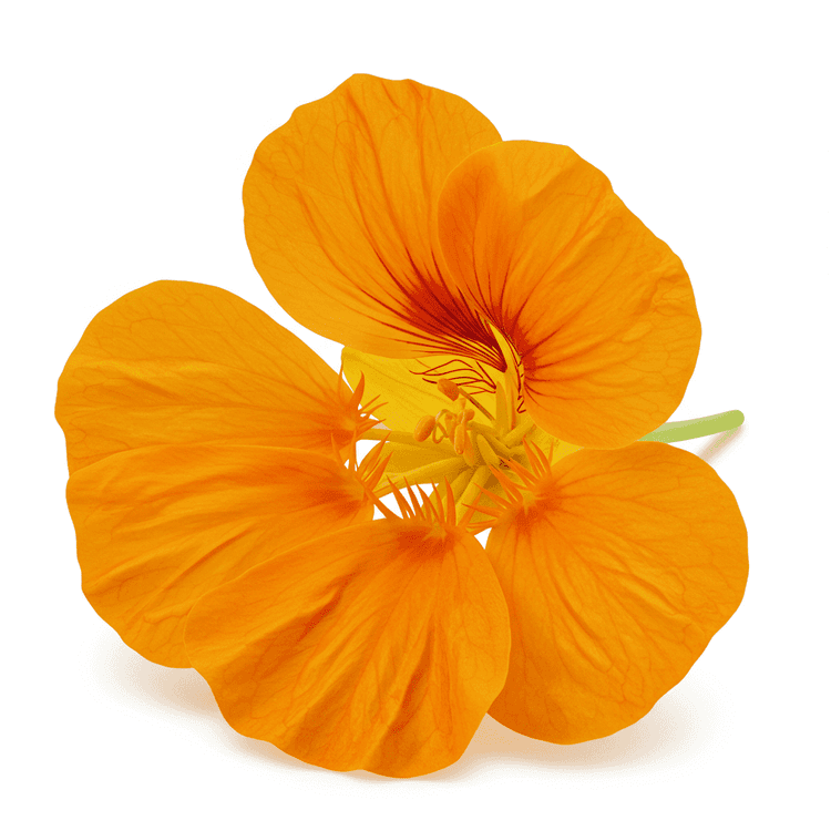 nasturtium flower